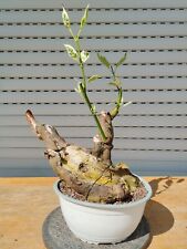 Cornus bonsai varied for sale  Shipping to Ireland