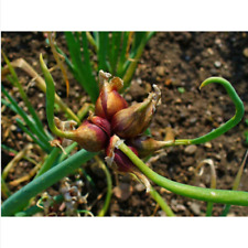 Egyptian onion allium for sale  Shipping to Ireland