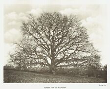 Turkey oak tree for sale  CAMBRIDGE