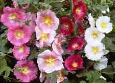 HOLLYHOCK SINGLE MIX 25 FRESH SEEDS FREE SHIPPING  for sale  Shipping to South Africa