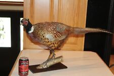 Chinese ringneck pheasant for sale  Brandon