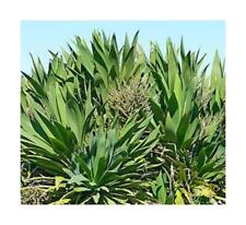 10x cordyline obtecta for sale  Shipping to Ireland