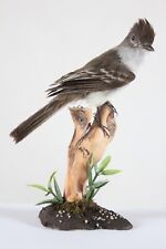 Used, Taxidermy - Stolid Flycatcher (Myiarchus stolidus) with permit - not CITES for sale  Shipping to South Africa