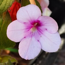 Achimenes schiefteller peach gebraucht kaufen  Erfurt