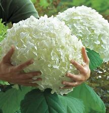 Giant hydrangea hydrangea for sale  GLOUCESTER