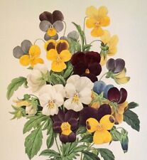 beautiful botanical print for sale  Sahuarita