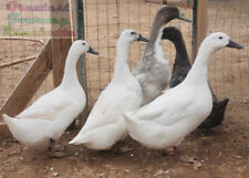 Silver swedish duck for sale  Golden Valley