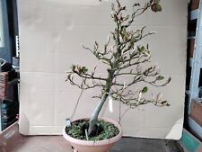 Bonsai bloodbeech outdoor for sale  Shipping to Ireland