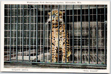 Cartão postal vintage Milwaukee Wisconsin WI Washington Park jardim zoológico leopardo WB comprar usado  Enviando para Brazil