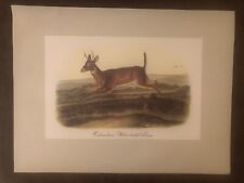 deer white tailed frame for sale  Myrtle Beach