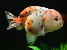 Calico ranchu fancy for sale  PAISLEY