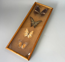 Framed taxidermy butterflies for sale  BASINGSTOKE