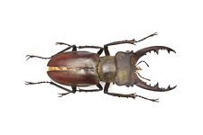 LUCANIDAE Lucanus fukinukiae 44mm From Vietnam, used for sale  Shipping to South Africa
