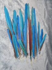 Greenwing macaw tail for sale  Boise
