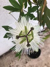 Passion flower snow for sale  SOUTHAMPTON