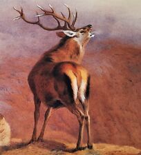 Red deer stag for sale  NELSON