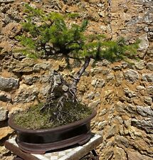 Bonsaï yamadori épicéa d'occasion  Nogent-sur-Marne