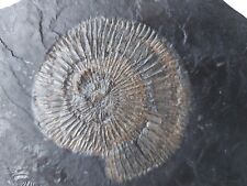 Fossilie dactylioceras lias gebraucht kaufen  Nittel