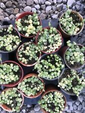 Variegated string pearls for sale  LINCOLN