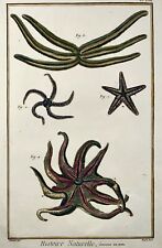 1751 starfish marine d'occasion  Expédié en Belgium