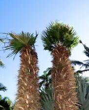 Trithrinax acanthocoma palma usato  Napoli