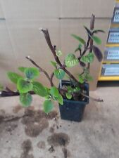 Plectranthus ciliatus nico. for sale  HIGH WYCOMBE