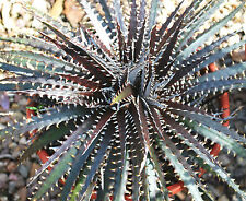 DYCKIA BURGUNDY ICE Hybrid exotic terrestrial bromeliad air rare seed 10 seeds for sale  Shipping to South Africa