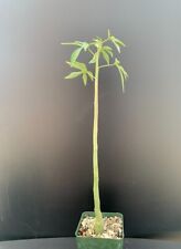 Adenia venenata large for sale  Marana