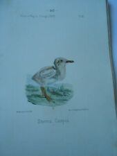 1875 birds sterna d'occasion  Expédié en Belgium