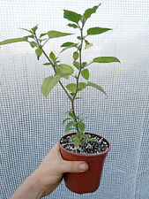 Cape gooseberry chinese for sale  BRAINTREE