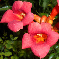 Campsis radicans seeds for sale  Shipping to Ireland