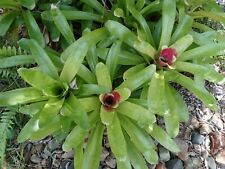 2 pc. Neoregelia Goldilocks Bromeliad tropical plant for sale  Shipping to South Africa
