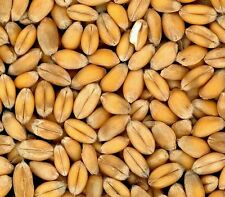 1000 graines blé d'occasion  Saint-Raphaël