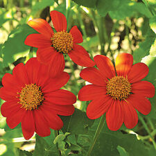 Mexican torch sunflower for sale  FERRYHILL