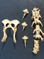 Fox bones animal for sale  PEACEHAVEN