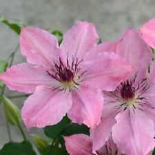 Compact clematis sarah for sale  IPSWICH