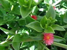 Beautiful aptenia cordifolia for sale  Patterson