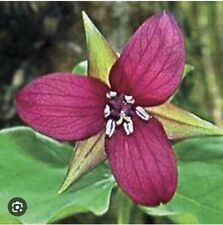 Red trillium plant for sale  Tazewell