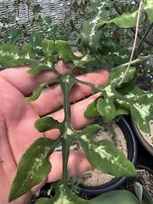 Adenia perrieri, 1x Cutting ( Rooted), Very Rare Succulent/ Bonsai 31/01/2024, used for sale  Shipping to South Africa