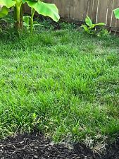 Mondo grass plants for sale  Rhodesdale