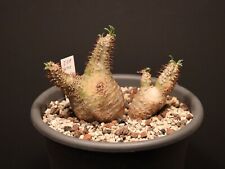 Wsv pachypodium rosulatum gebraucht kaufen  Overath