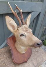 Taxidermy roe deer for sale  STRATFORD-UPON-AVON