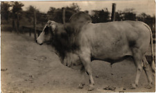Brahman cow cattle for sale  Seattle