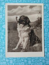 Alte hundepostkarte bernhardin gebraucht kaufen  Borna
