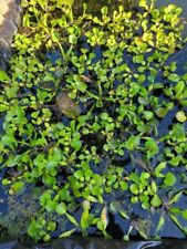 Pond plants water for sale  North Port