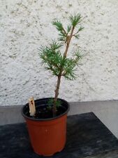 Pré bonsai mélèze d'occasion  Blagnac