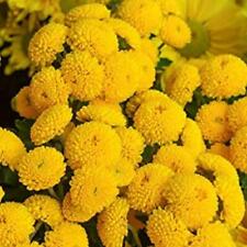 Chrysanthemum tanacetum golden for sale  SOUTHEND-ON-SEA