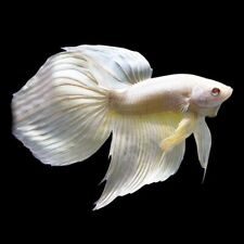 Veiltail albino betta for sale  GLASGOW