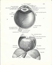 Stampa antica oculistica usato  Lecco