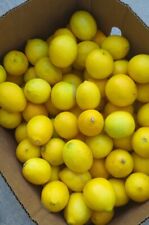 lemons fresh picked for sale  Irvine